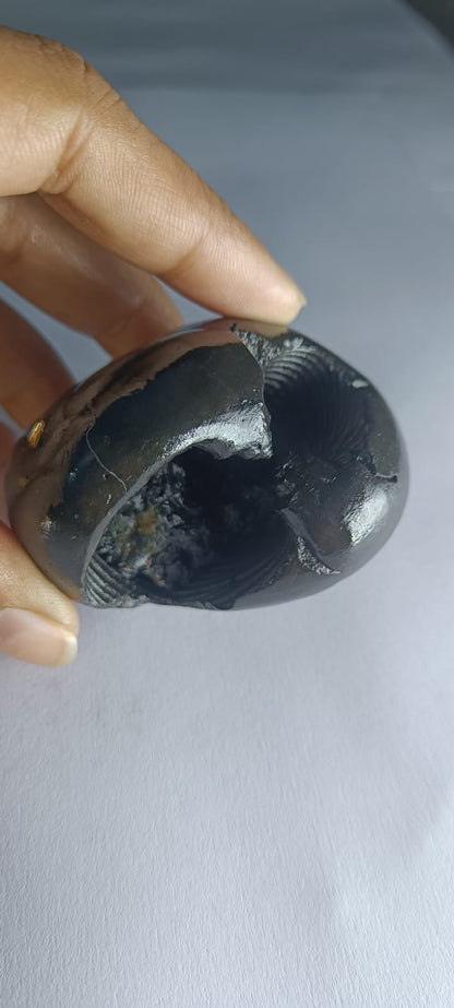Hayagriva Shaligram from Gandaki River - PUSHMYCART