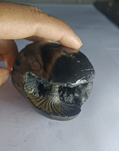 Original Hayagriva Shaligram from Gandaki River - PUSHMYCART