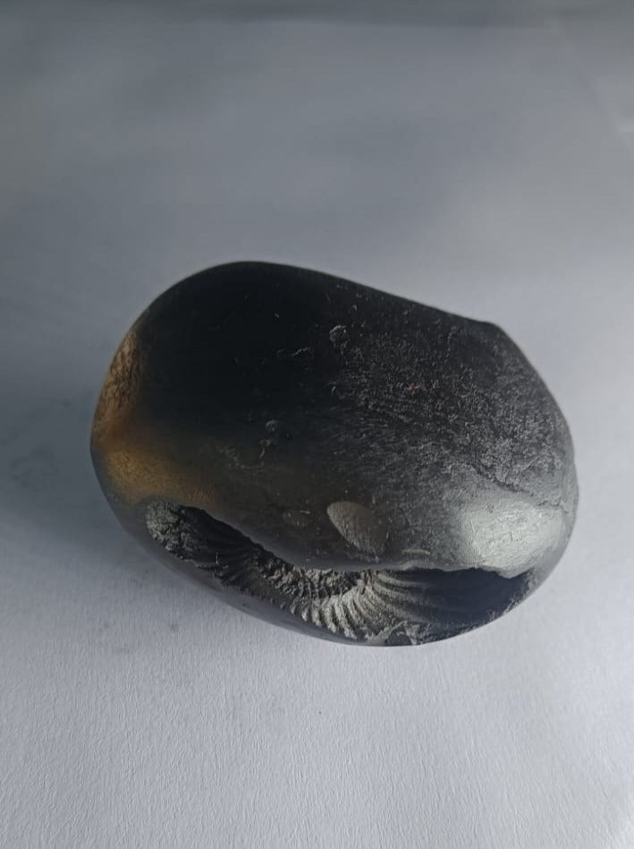 Damodar Shaligram 171g - PUSHMYCART