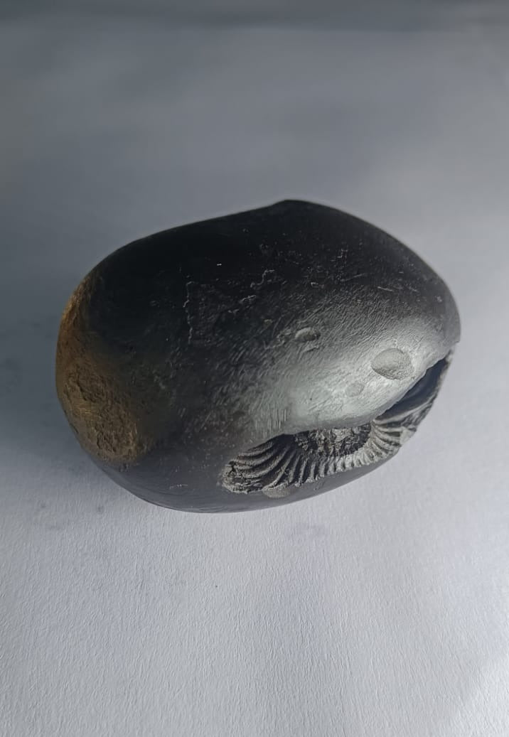 Damodar Shaligram 171g - PUSHMYCART