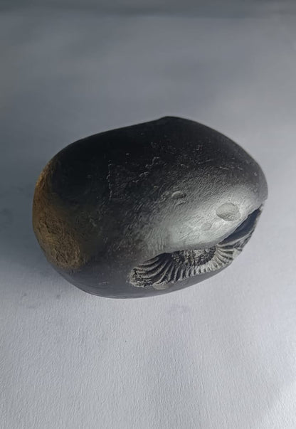 Damodar Shaligram 171g - PUSHMYCART