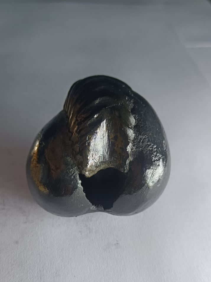 Damodar Shaligram 131g - PUSHMYCART