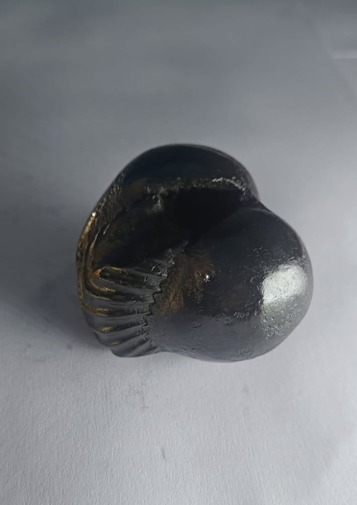 Damodar Shaligram 131g - PUSHMYCART