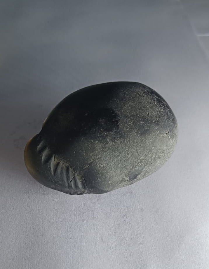 Damodar Shaligram 226g - PUSHMYCART