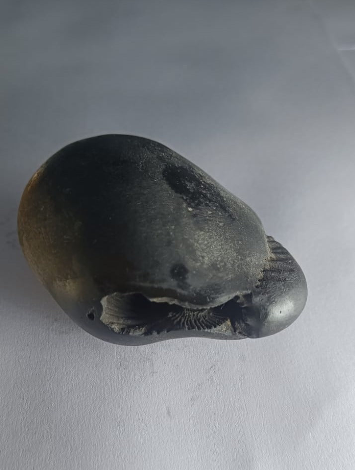 Damodar Shaligram 226g - PUSHMYCART