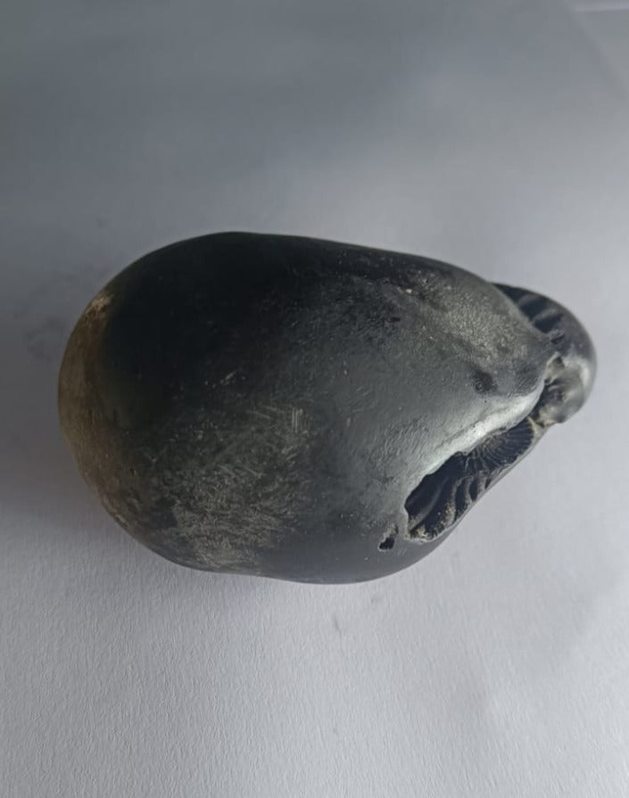 Damodar Shaligram 226g - PUSHMYCART