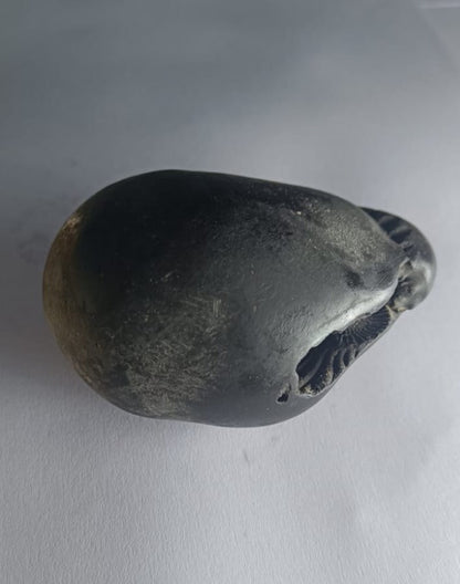 Damodar Shaligram 226g - PUSHMYCART