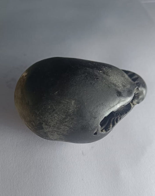 Damodar Shaligram 226g - PUSHMYCART
