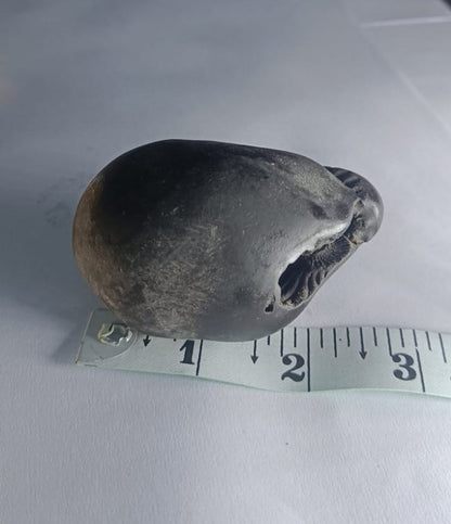Damodar Shaligram 226g - PUSHMYCART