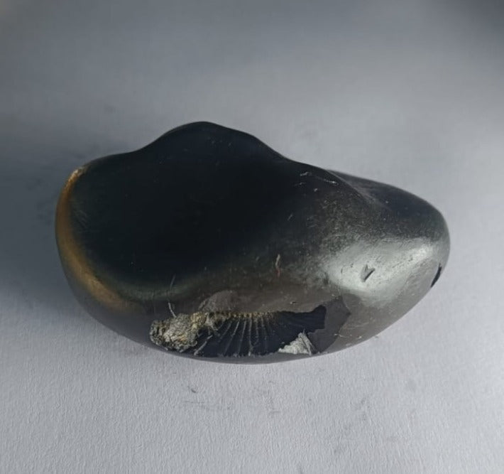 Damodar Shaligram 121g - PUSHMYCART