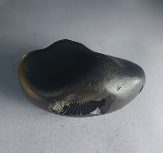 Damodar Shaligram 121g - PUSHMYCART