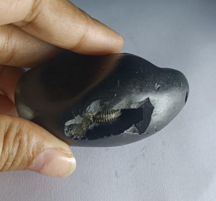 Damodar Shaligram 121g - PUSHMYCART