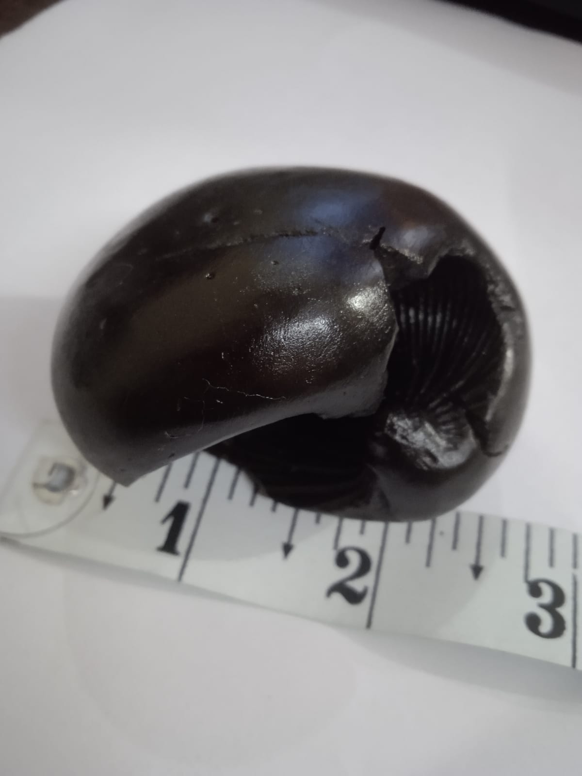 Hayagriva Shaligram from Gandaki River - PUSHMYCART