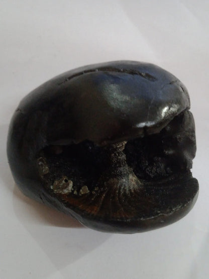 Original Hayagriva Shaligram from Gandaki River - PUSHMYCART