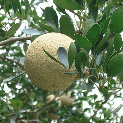 Wood Apple for Ganesh Pooja