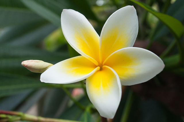 Naturogin Mogali Puvvu | Gandharva Ganjam Kewda Flower