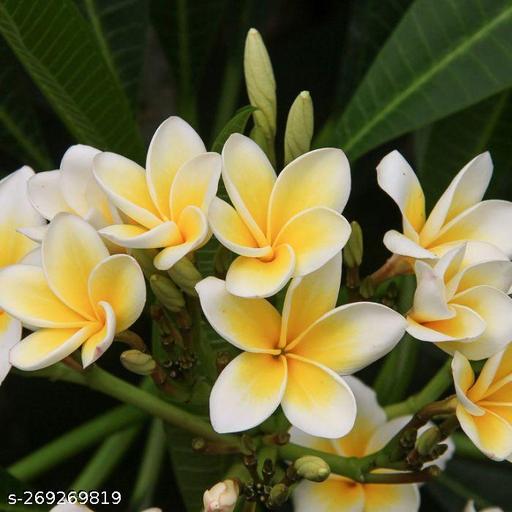 Naturogin Frangipani | Deva Ganneru Puvvu | Flower