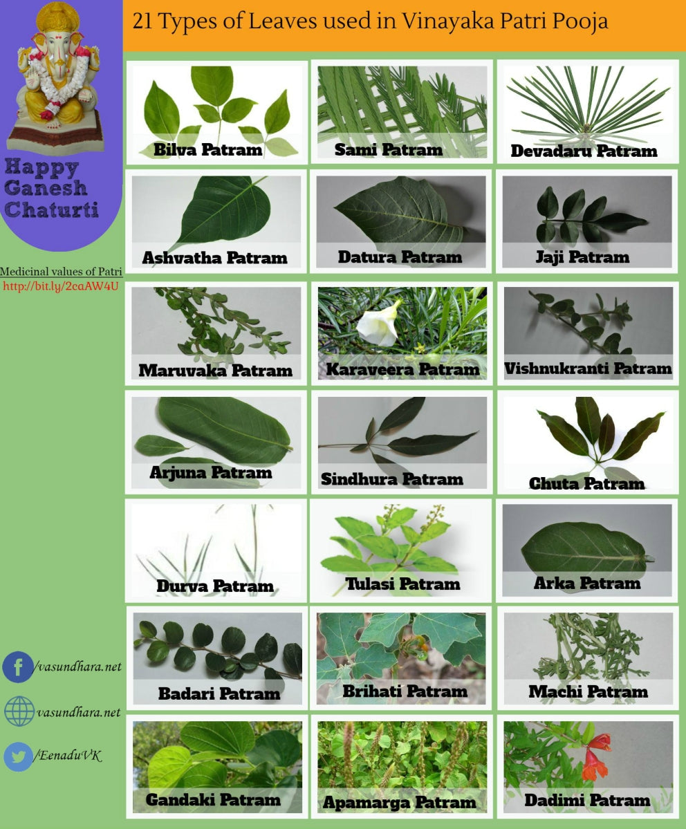 Pathri Types 21 type of Leaves For Ganesh Patri Pooja – Pushmycart.in