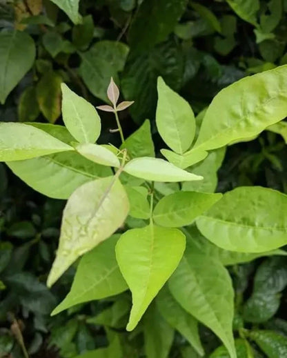 Bilva | Beil | Bel Patra leaves