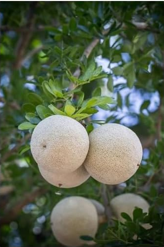 Wood Apple for Ganesh Pooja