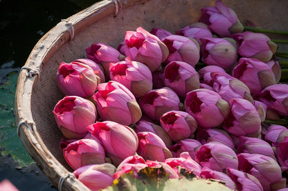Fresh Lotus Flower For Pooja