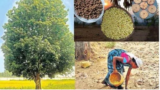 Ippa Puvvu Laddu | Mahua Flower Adivasi Traditional Superfood